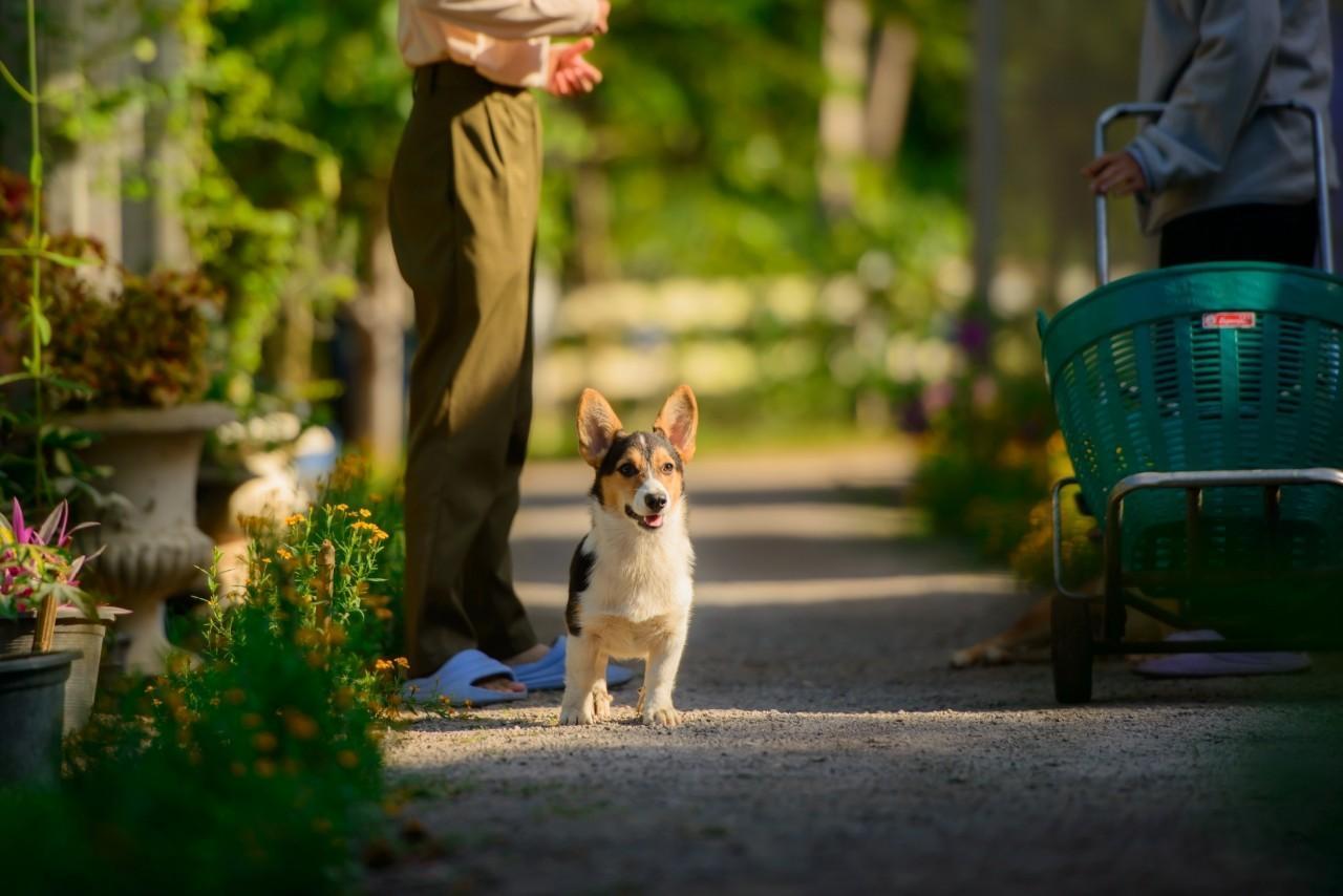 สมาชิกในไร่กำลังดูแลแปลงเกษตรอินทรีย์